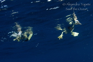 Two birds wathing, San Benedicto Mexico by Alejandro Topete 